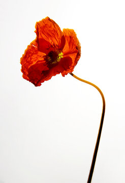 Closeup of vibrant red flowers and branches against a white background