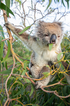 Koala eating a gum leaf. Eyre Peninsula. South Australia.