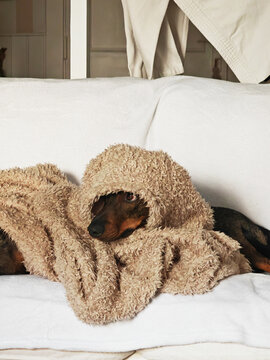 Dachshund dog hiding cozy under soft comfort blanket