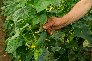 Closeup shot of senior farmer hand showing growing flower of cucumber  © phoenix021
