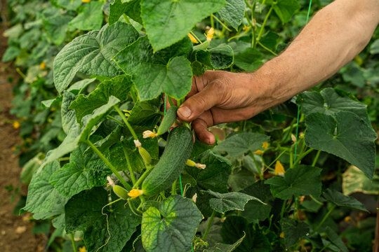 Closeup shot of senior farmer hand showing growing flower of cucumber 