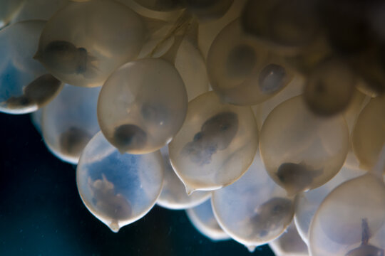 Cuttlefish eggs