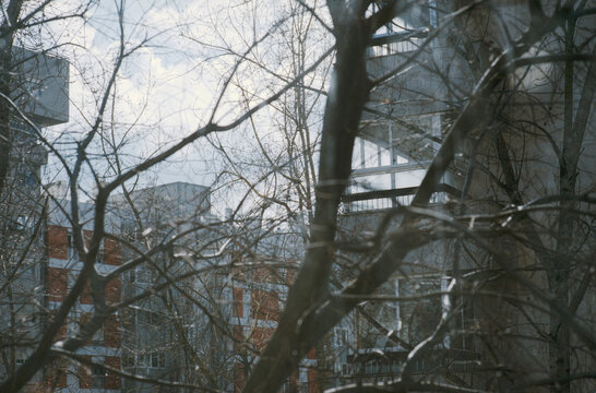 Bare Branches and Reflections
