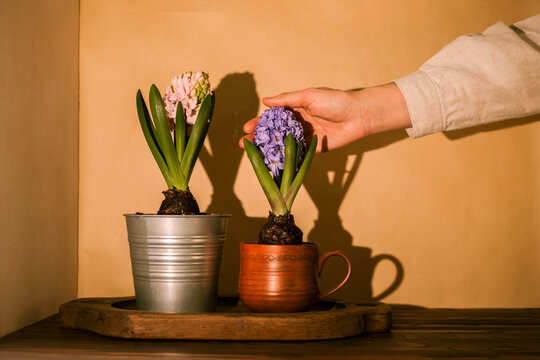 Two potted hyacinths on a tray against a beige wall.