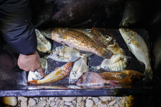 Spearfishing catch