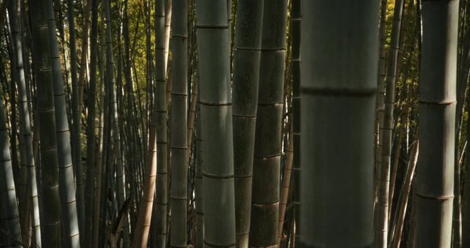 Slow motion tracking shot across silhouetted bamboo trees in Japan