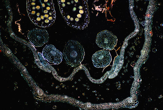 Micrograph of Schizonepeta flower cross-section