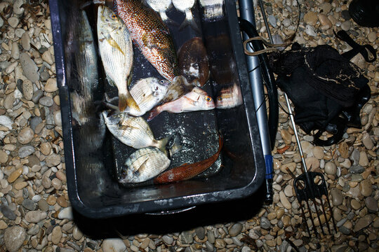 Spearfishing catch
