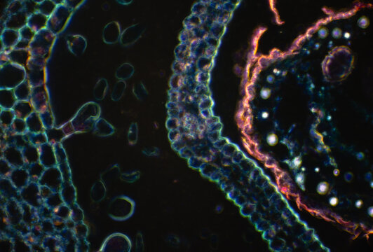 Micrograph of Schizonepeta flower cross-section