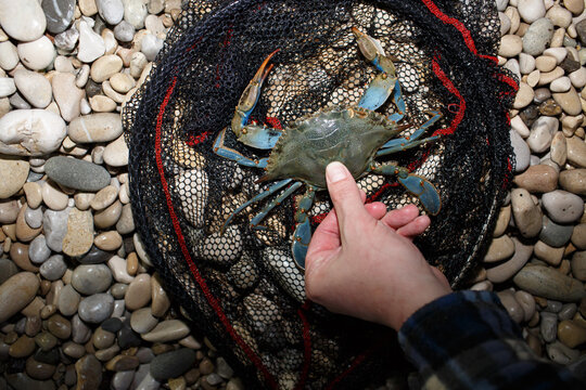 Blue crab in landing net at night