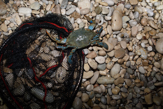 Blue crab in landing net at night