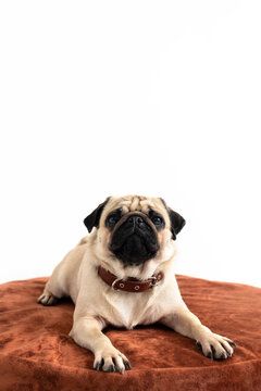 A pug on a round ottoman on a white background