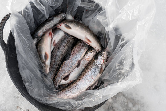 Fresh Fish Catch In Bucket After Winter Lake Fishing