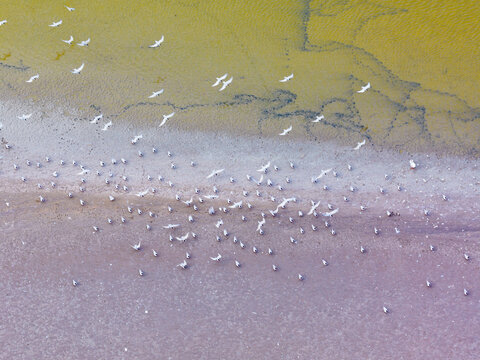 Water birds creating patterns along the edge of a wetlands salt lake
