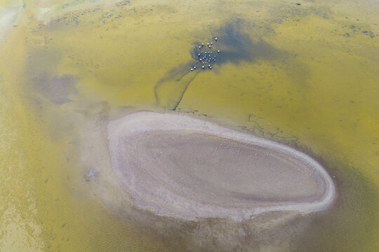 Pelicans and water birds making tracks along the shores of a salt lake
