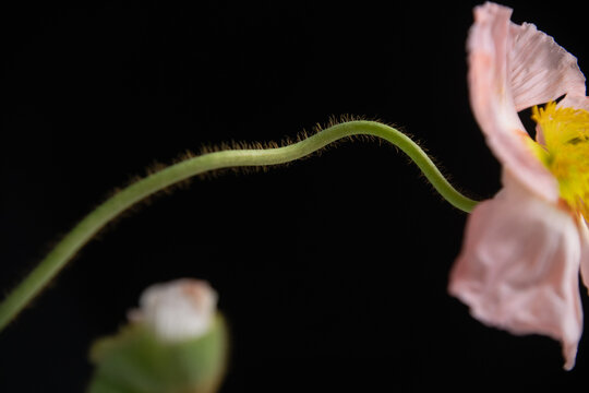 Poppy flower stem close up