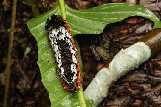 Prothysana felderi on a green leaf