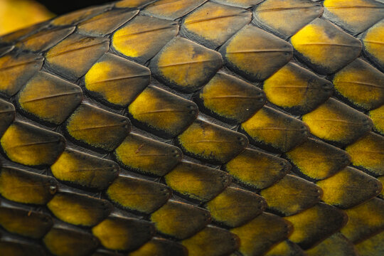 Snake scales close-up showing yellow and black patterned texture