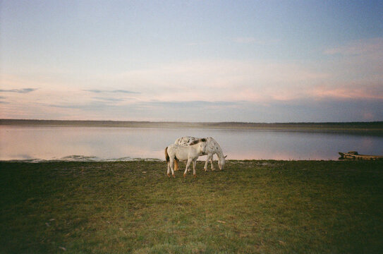Horses Grazing by a Quiet Lake at Sunset