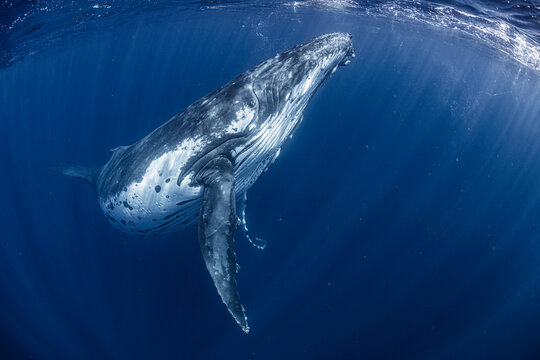Humpback Whale