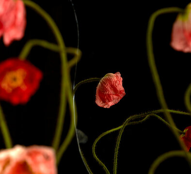 Closeup of vibrant red flowers and branches against a black background