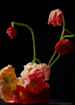 Flowers in an arrangement against a dark background, closeup