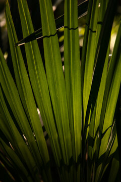 Detail of palm leaves