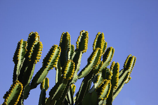 Tall Green Cactus