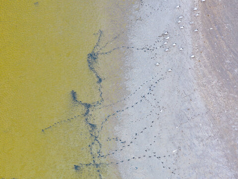 Water birds creating patterns along the edge of a wetlands salt lake