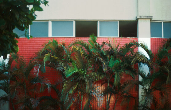 Palm Fronds Against Red Facade