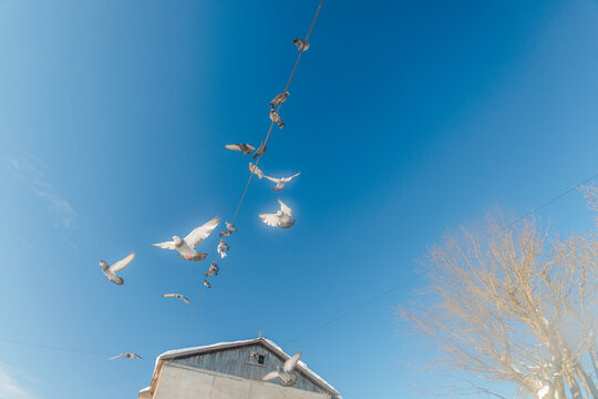 Birds Fly Around a Barn Under a Clear Blue Sky During the Day