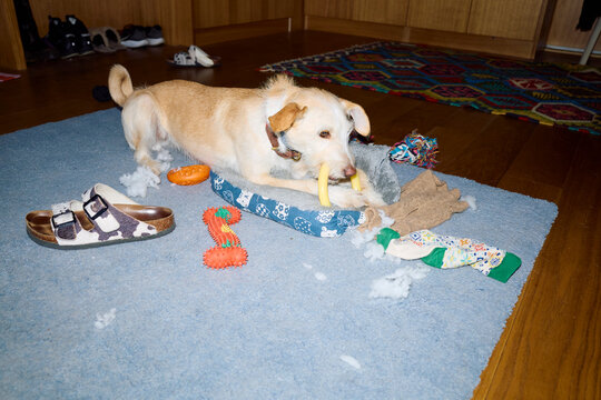 Dog interacts with different objects on the floor