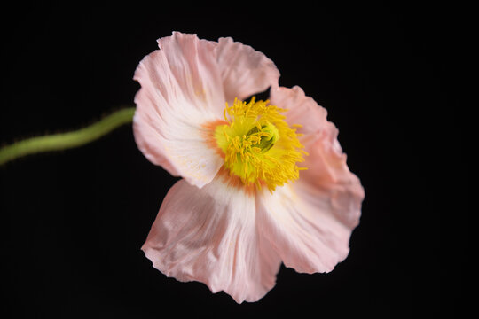 Pink poppy flower close up