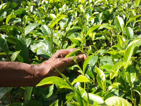 Picking Tea Leaves at Tea Plantation in Sr Lanka 