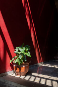 Potted Plant Casting Shadows on Red Wall