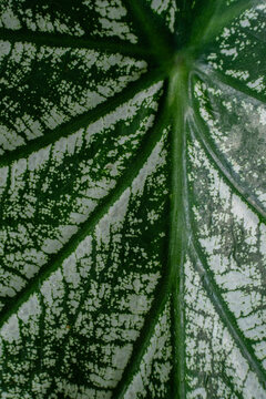 Nature Texture Leaf