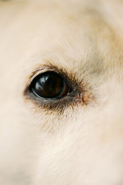 close up of yellow Labrador mix dog