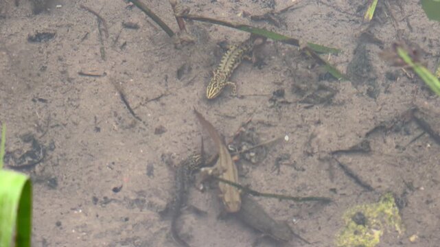 Smooth newt amphibian resting on the sandy muddy bottom of a shallow freshwater pond near a submerged twig, wild aquatic wildlife scene, natural habitat moment, springtime nature detail,