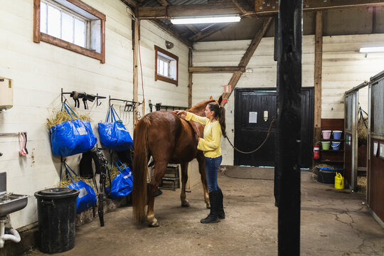 Woman Brushing a Brown Horse in a Barn