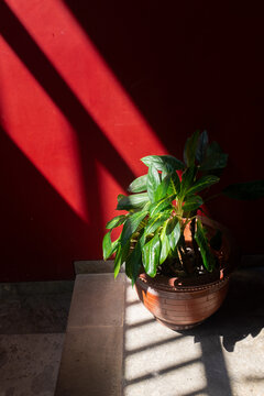 Houseplant in Sunlight Against Red Wall
