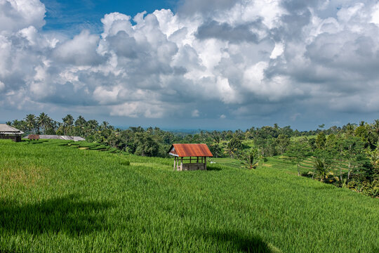 Rice field with small hut under dramatic clouds in Bali, Indonesia