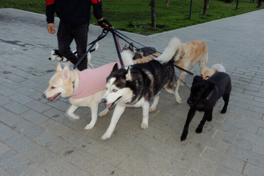 a pack of dogs on a leash