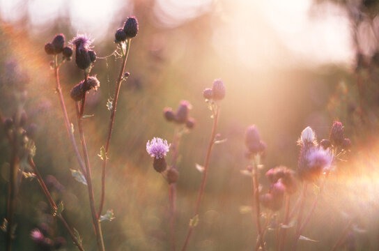 Summer nature grass thistle flowers field
