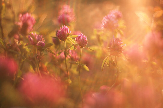 Summer nature clover flowers field