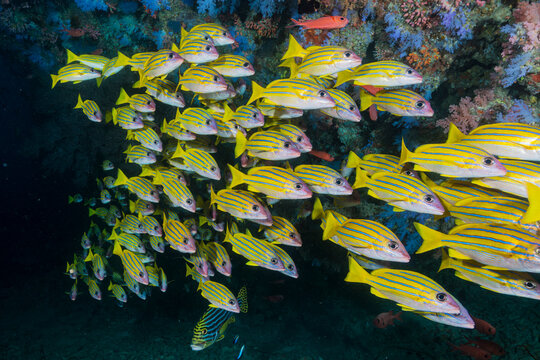 Bluestripe snapper