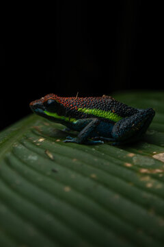 Colorful poison frog in the wild