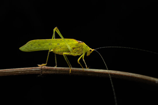 Katydid