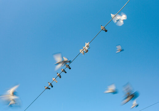 Birds Fly Over Wire on a Sunny Day in Blue Sky