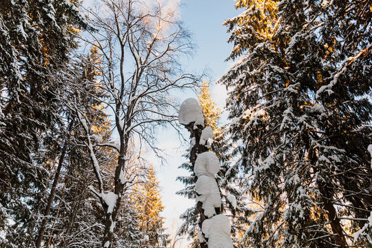 Snow Covers Tall Trees in a Winter Forest at Noon
