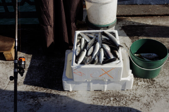 freshly caught fish